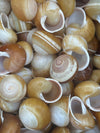 Calocochlia Land Snail Shells – Bulk Craft Shells for DIY, Art, & Wedding Decor (1–2")