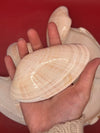 Bulk Sunray Venus Clam Halves – 3-5" Craft Shells for DIY & Decoupage (Macrocallista nimbosa)
