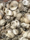 Mixed Nerita Shells – 1” & Under Craft Shells Nerita sp.