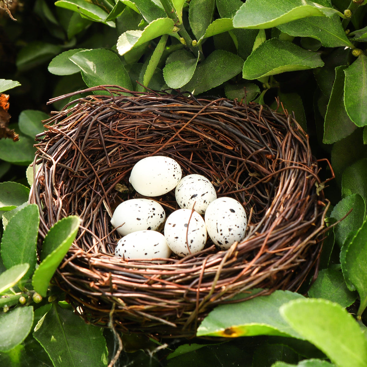 Handmade Bird Nest with Realistic Eggs — Natural Decor or Companion for Hand-Carved Bird Figures