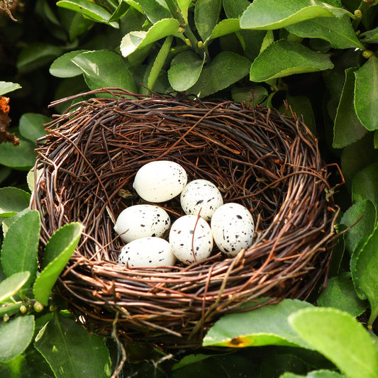 Handmade Bird Nest with Realistic Eggs — Natural Decor or Companion for Hand-Carved Bird Figures