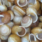 Calocochlia Land Snail Shells – Bulk Craft Shells for DIY, Art, & Wedding Decor (1–2")