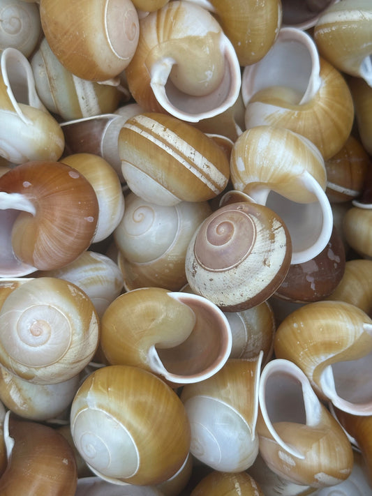 Calocochlia Land Snail Shells – Bulk Craft Shells for DIY, Art, & Wedding Decor (1–2")