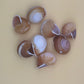Calocochlia Land Snail Shells – Bulk Craft Shells for DIY, Art, & Wedding Decor (1–2")