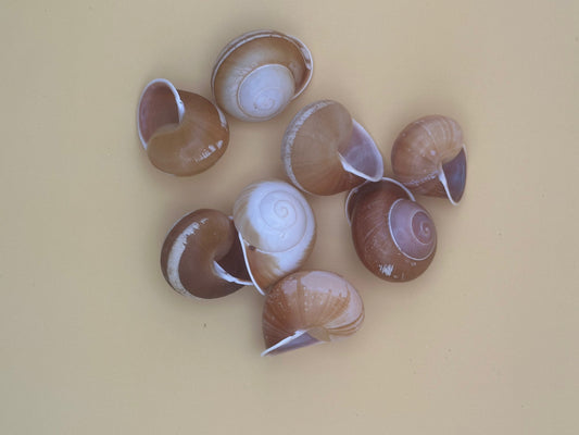 Calocochlia Land Snail Shells – Bulk Craft Shells for DIY, Art, & Wedding Decor (1–2")