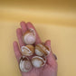 Calocochlia Land Snail Shells – Bulk Craft Shells for DIY, Art, & Wedding Decor (1–2")