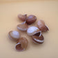 Calocochlia Land Snail Shells – Bulk Craft Shells for DIY, Art, & Wedding Decor (1–2")