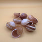 Calocochlia Land Snail Shells – Bulk Craft Shells for DIY, Art, & Wedding Decor (1–2")