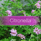Citronella - Candle-Making Kit