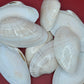 Bulk Sunray Venus Clam Halves – 3-5" Craft Shells for DIY & Decoupage (Macrocallista nimbosa)