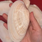 Bulk Sunray Venus Clam Halves – 3-5" Craft Shells for DIY & Decoupage (Macrocallista nimbosa)