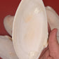 Bulk Sunray Venus Clam Halves – 3-5" Craft Shells for DIY & Decoupage (Macrocallista nimbosa)