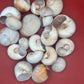 Beach Collected Whale’s Eye Moon Snail Shells – 1-2" Natural Craft Shells (Neverita didyma)