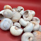 Beach Collected Whale’s Eye Moon Snail Shells – 1-2" Natural Craft Shells (Neverita didyma)