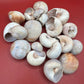 Beach Collected Whale’s Eye Moon Snail Shells – 1-2" Natural Craft Shells (Neverita didyma)