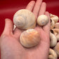 Beach Collected Whale’s Eye Moon Snail Shells – 1-2" Natural Craft Shells (Neverita didyma)