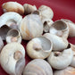 Beach Collected Whale’s Eye Moon Snail Shells – 1-2" Natural Craft Shells (Neverita didyma)