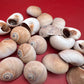 Processed Whale’s Eye Moon Snail Shells – 1" & 1-1.5" Craft Shells (Neverita didyma)