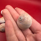 Processed Whale’s Eye Moon Snail Shells – 1" & 1-1.5" Craft Shells (Neverita didyma)