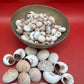 Processed Whale’s Eye Moon Snail Shells – 1" & 1-1.5" Craft Shells (Neverita didyma)
