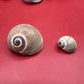Processed Whale’s Eye Moon Snail Shells – 1" & 1-1.5" Craft Shells (Neverita didyma)