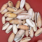 Bulk Olive Shells (Olividae) – 1.5 lbs Beach Weathered Craft Shells 1-2"