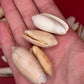 Bulk Olive Shells (Olividae) – 1.5 lbs Beach Weathered Craft Shells 1-2"