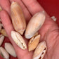 Bulk Olive Shells (Olividae) – 1.5 lbs Beach Weathered Craft Shells 1-2"