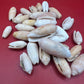 Bulk Olive Shells (Olividae) – 1.5 lbs Beach Weathered Craft Shells 1-2"