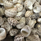 Mixed Nerita Shells – 1” & Under Craft Shells Nerita sp.