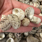 Mixed Nerita Shells – 1” & Under Craft Shells Nerita sp.