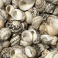 Mixed Nerita Shells – 1” & Under Craft Shells Nerita sp.