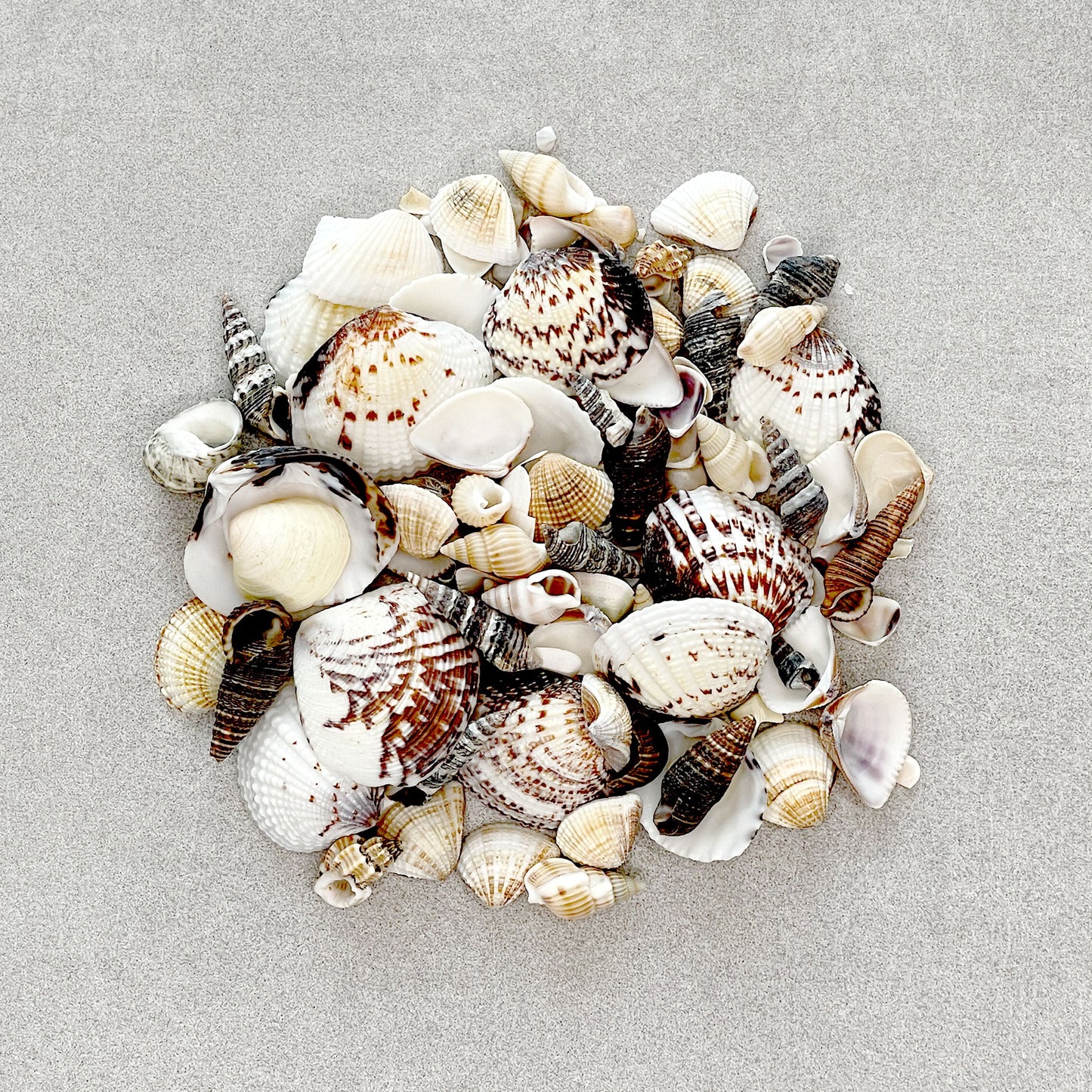 Seashells Inclusions