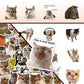 56pcs Kawaii Cat Meme Sticker Collection | UV-Coated Waterproof Decals for Journaling & Device