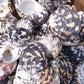 Black and Pearl Pica Magpie Turbo Shells Caribbean Gulf Seashells