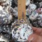 Black and Pearl Pica Magpie Turbo Shells Caribbean Gulf Seashells