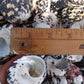 Black and Pearl Pica Magpie Turbo Shells Caribbean Gulf Seashells