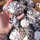 Black and Pearl Pica Magpie Turbo Shells Caribbean Gulf Seashells