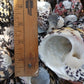 Black and Pearl Pica Magpie Turbo Shells Caribbean Gulf Seashells