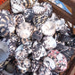 Black and Pearl Pica Magpie Turbo Shells Caribbean Gulf Seashells