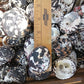 Black and Pearl Pica Magpie Turbo Shells Caribbean Gulf Seashells
