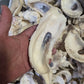 Texas Gulf Coast Oyster Shells