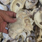 Texas Gulf Coast Oyster Shells