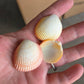 Yellow Prickly Cockle Shell (Trachycardium muricatum)